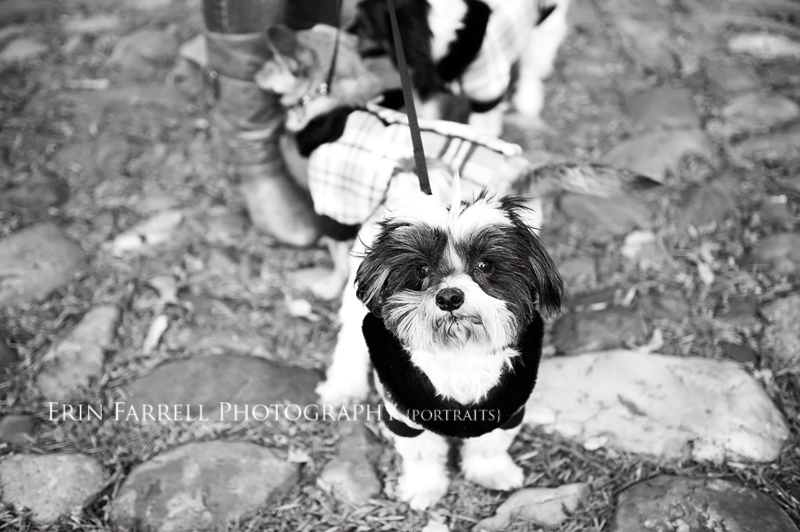 new castle delaware portrait pet photographer